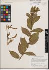 Foto von Salix cordata Michx.